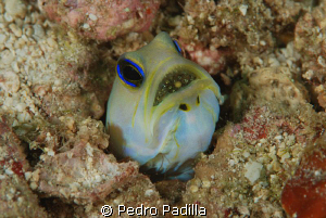 Yellowhead Jawfish with a mouthful of caviar.
Nikon D80 ... by Pedro Padilla 